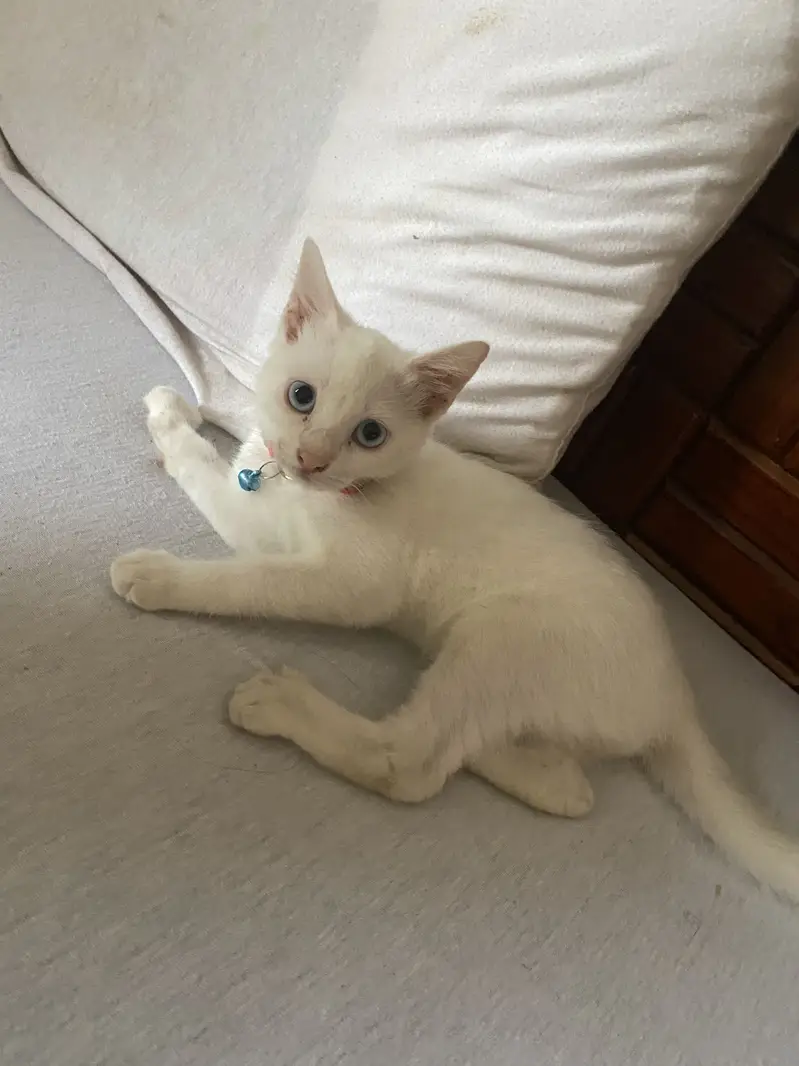  2 Months Old Tame & Family-Friendly Kitten for Sale — photo 5