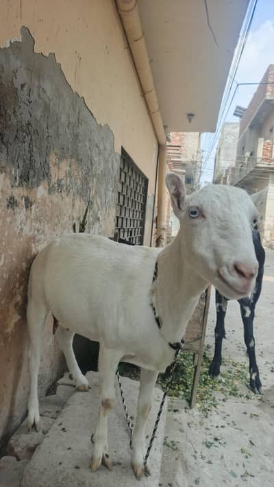 Top kualty Bakri available
