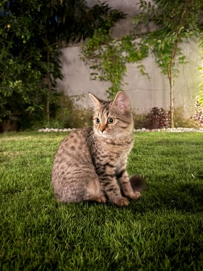persian cross breed
