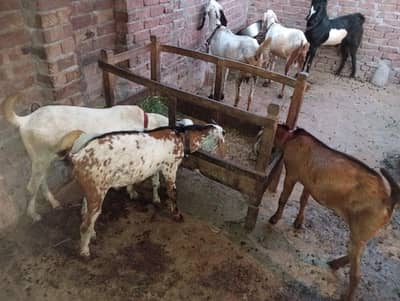 BAKRA. .
