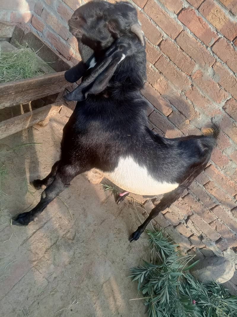 BAKRA. . 0