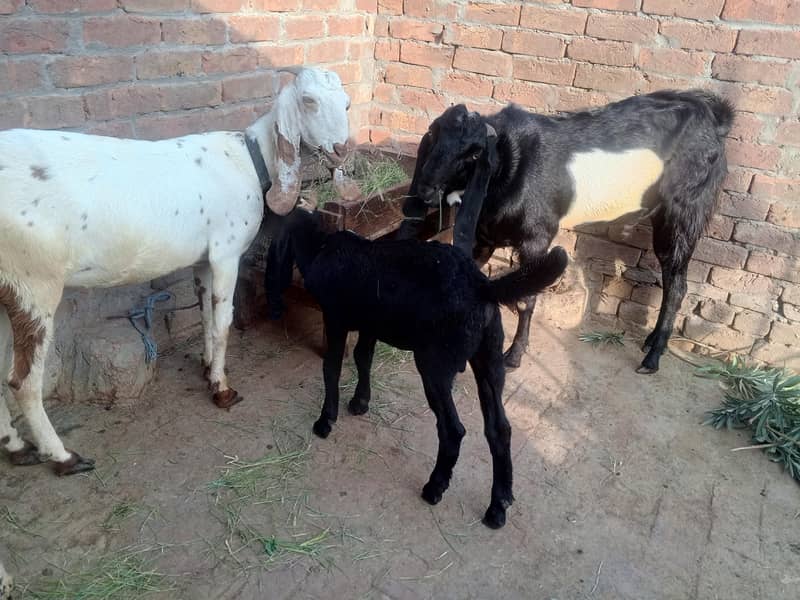 BAKRA. . 1