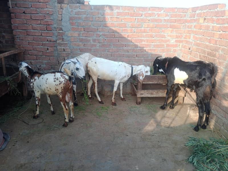 BAKRA. . 2