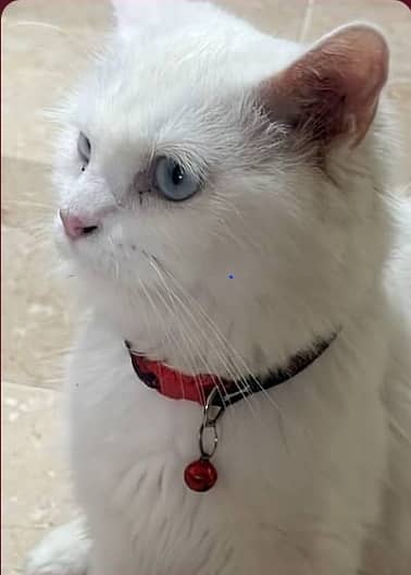 Home breed male cat