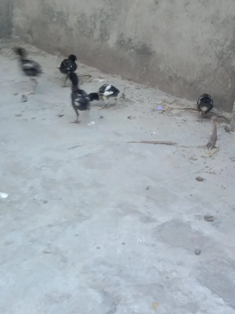 Pakistani Aseel — photo 2