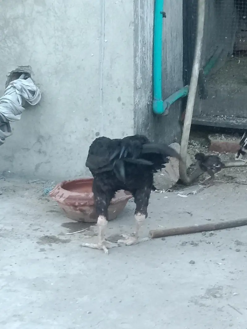 Pakistani Aseel — photo 3