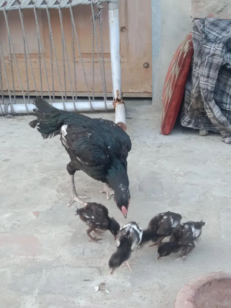 Pakistani Aseel — photo 5