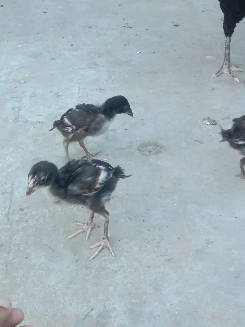 Pakistani Aseel — photo 6