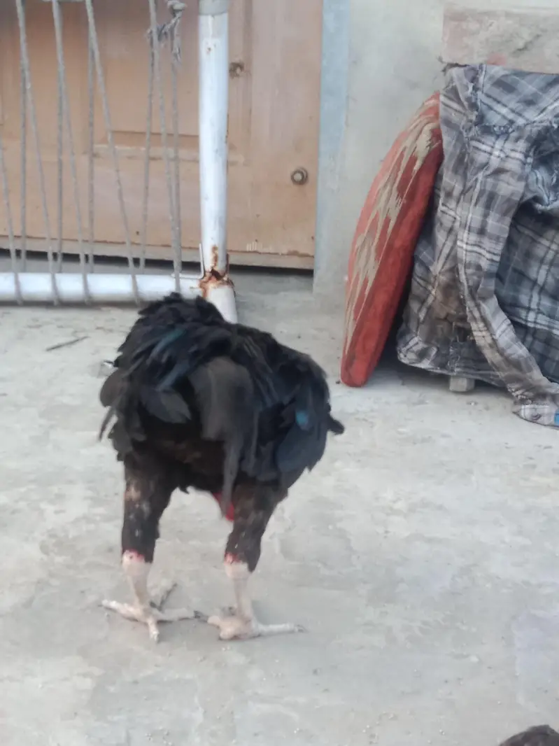 Pakistani Aseel — photo 7