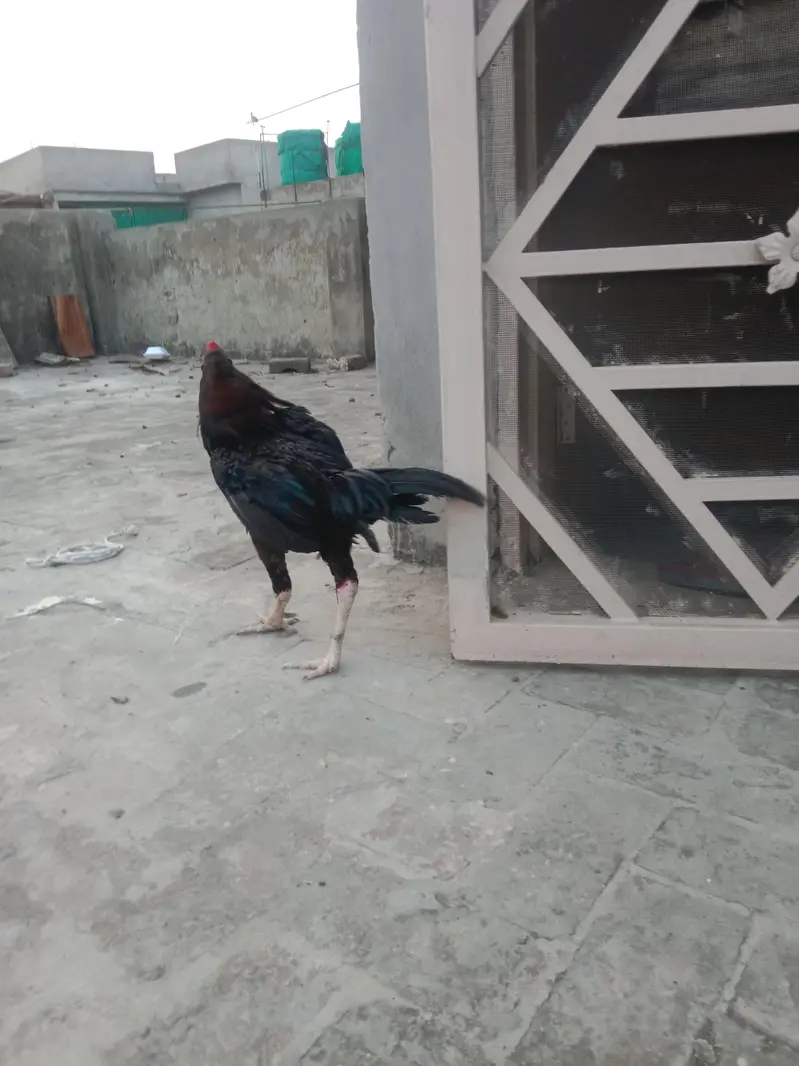 Pakistani Aseel — photo 8