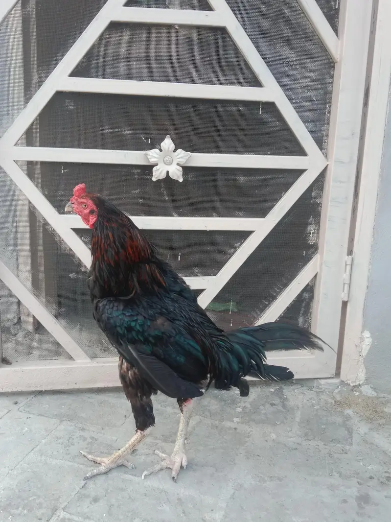 Pakistani Aseel — photo 10
