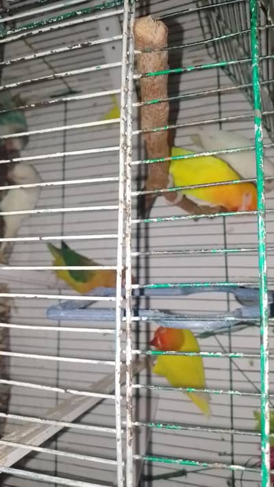 Sale Love Birds Per Piece 1200