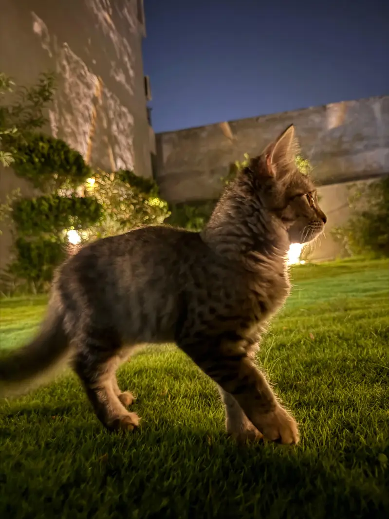 persian cross breed — photo 2