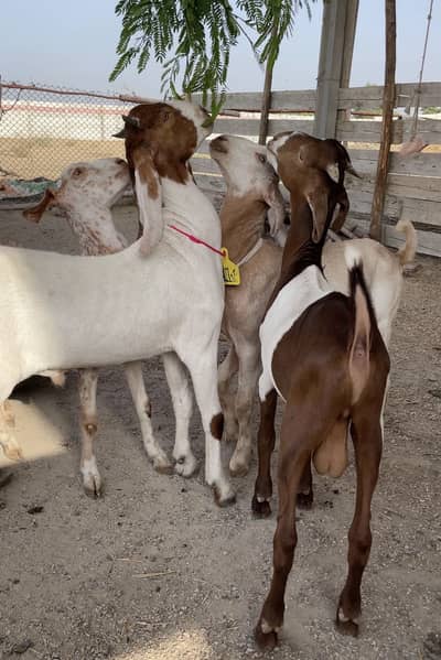 Healthy mix breeds goat kids available