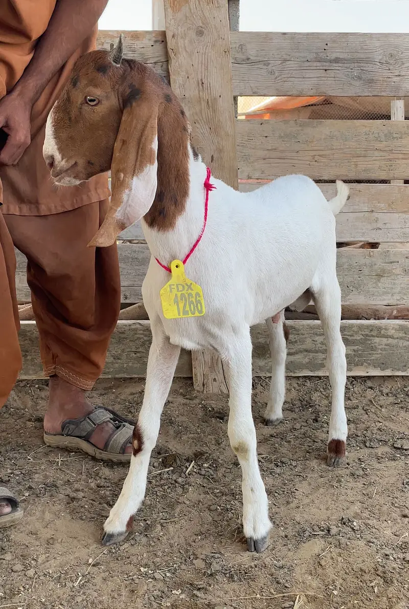 Healthy mix breeds goat kids available — photo 2