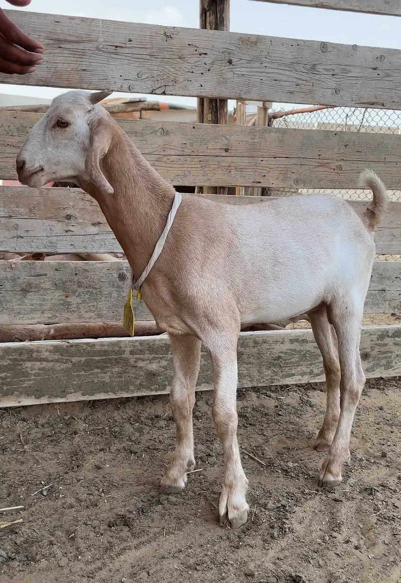 Healthy mix breeds goat kids available — photo 3