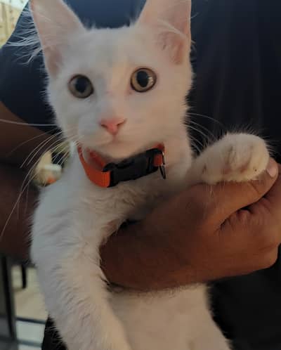 Persian  Kitty female