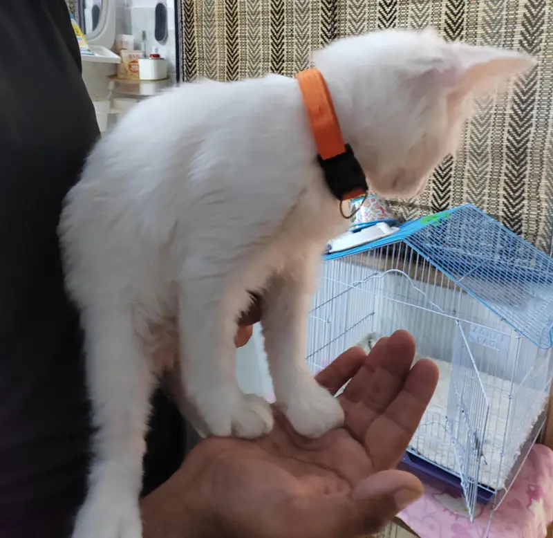 Persian  Kitty female — photo 2
