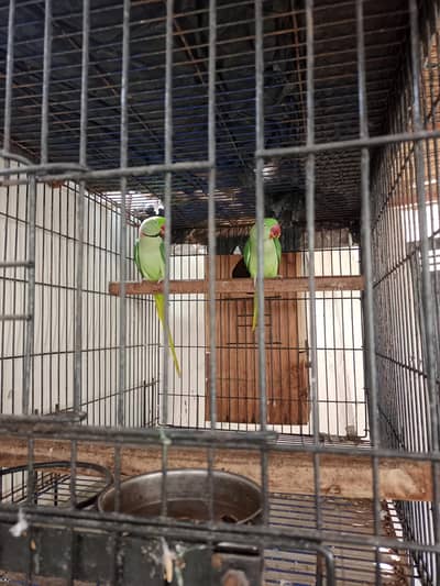 Raw Breeder Pair  with Cage and box