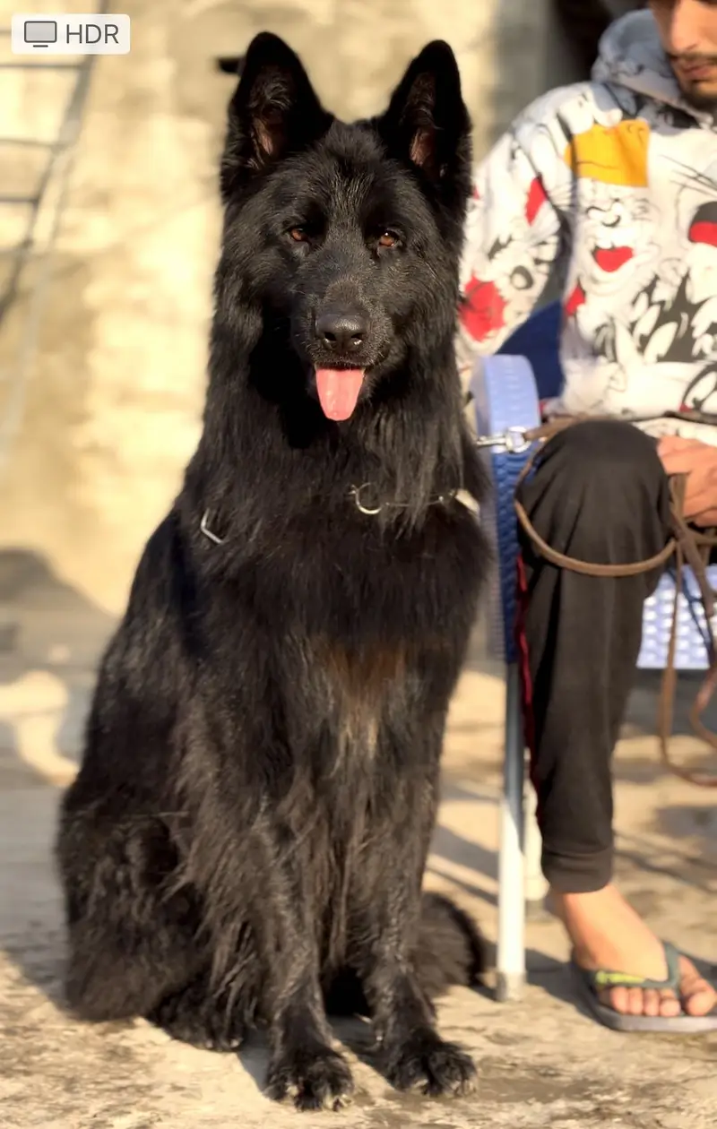 Stud available hai padgree male hai — photo 3