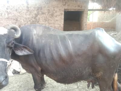 03176920370 fon num bhens 6th soa 1,month ki gabhn 5 gadvi doodh
