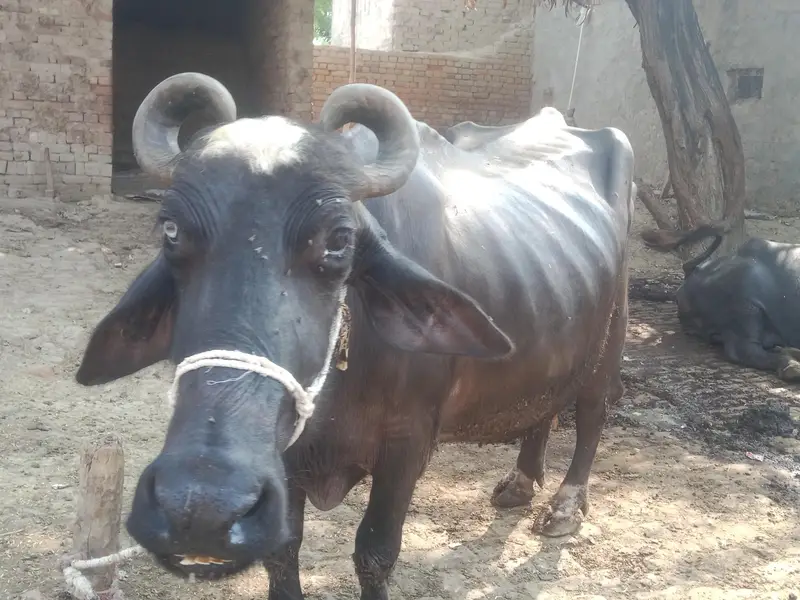 03176920370 fon num bhens 6th soa 1,month ki gabhn 5 gadvi doodh — photo 2