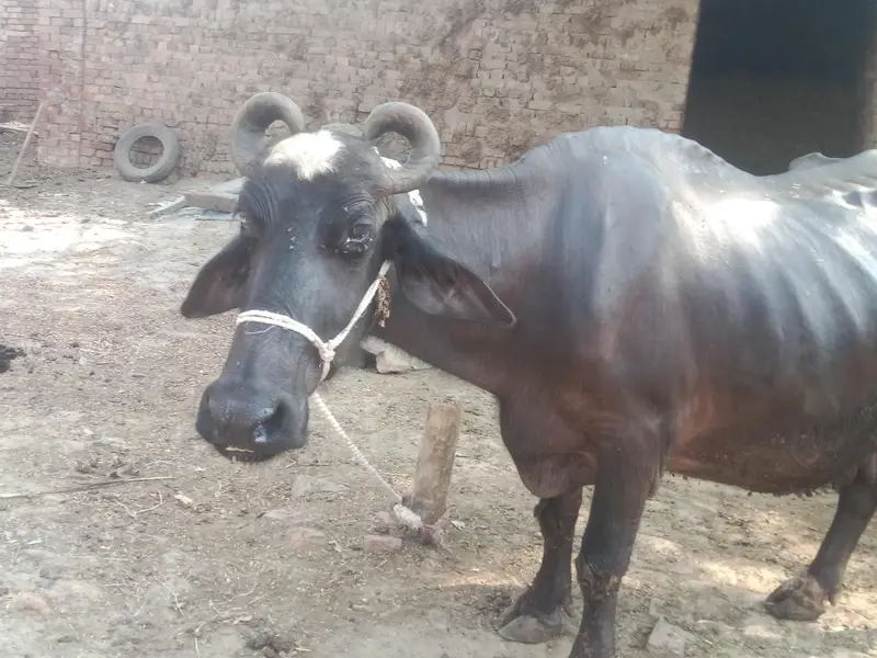 03176920370 fon num bhens 6th soa 1,month ki gabhn 5 gadvi doodh — photo 3