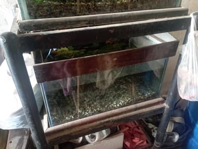 total 3 fish 2 aquarium la ge size