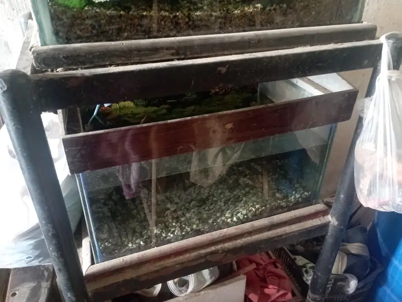 total 3 fish 2 aquarium la ge size — photo 2