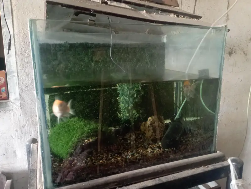 total 3 fish 2 aquarium la ge size — photo 3