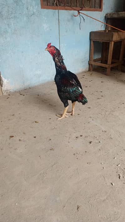 aseel for sale