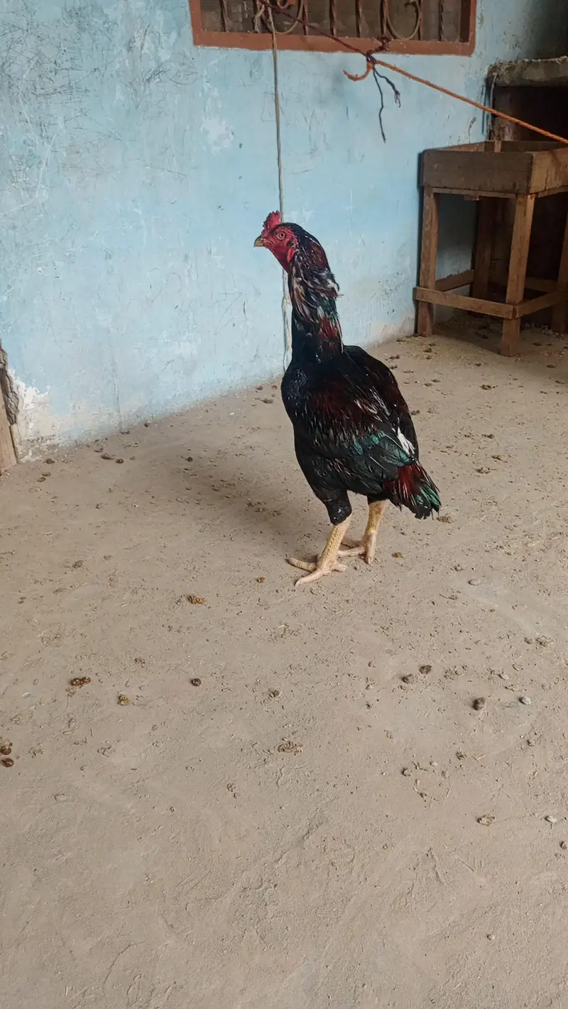 aseel for sale — photo 3