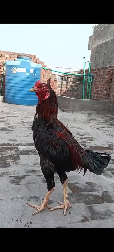 best quality patha