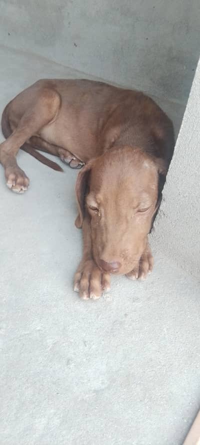 Pointer female puppy