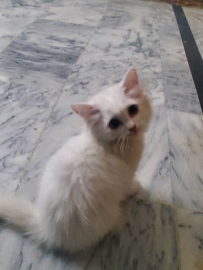 persian cats