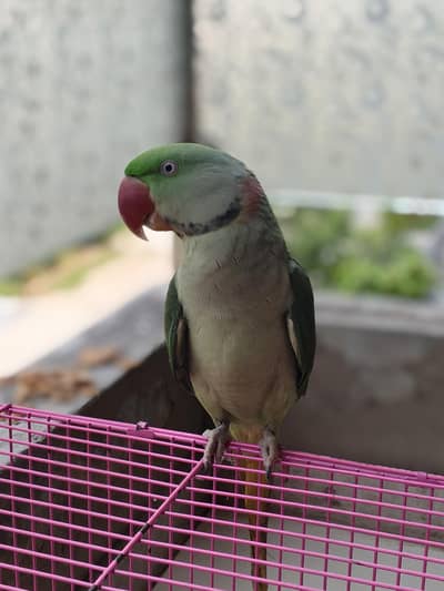 Kashmiri parrot For sale