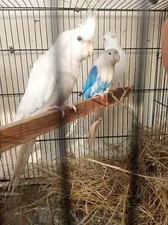 finches lutino for sale