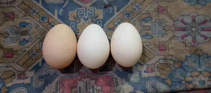 dace eggs 03101115227