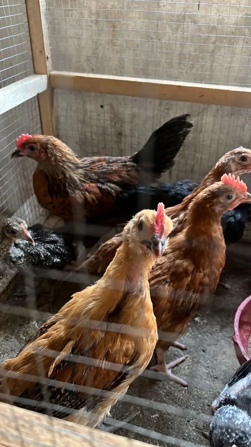golden misri 50 days age — photo 4