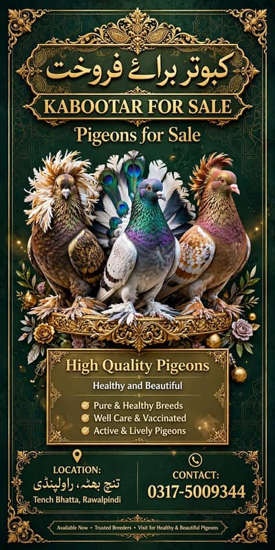 pigeon forsale