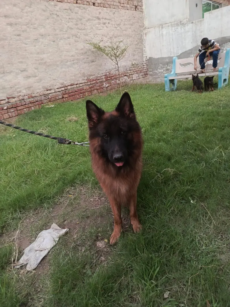 lonG coat Male — photo 7