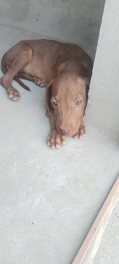 pointer female puppy