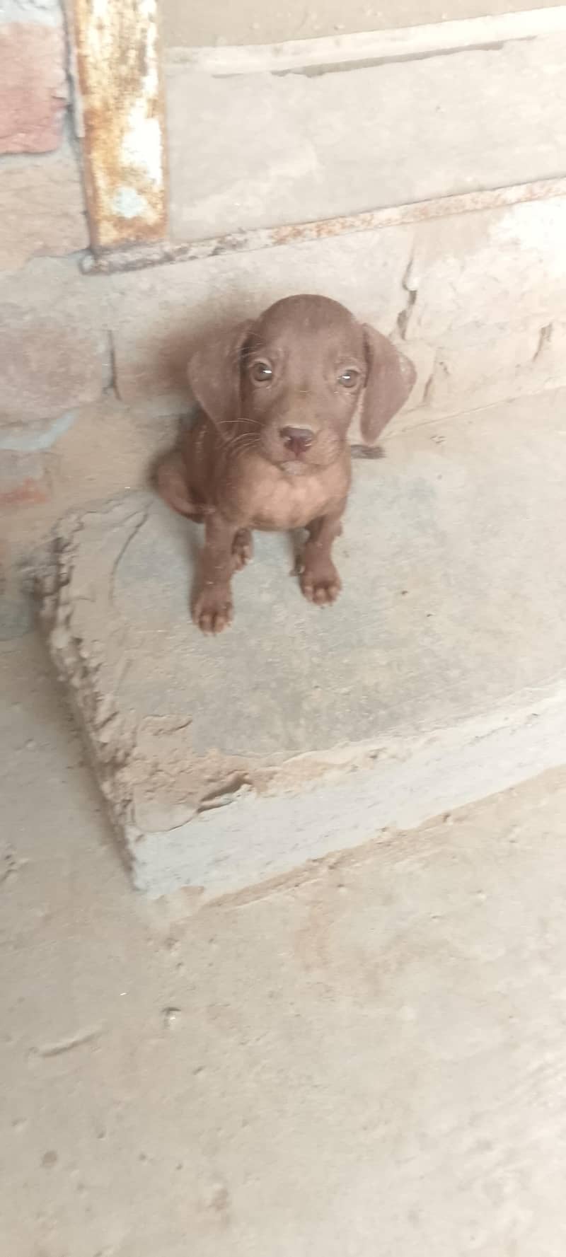 pointer female puppy 2