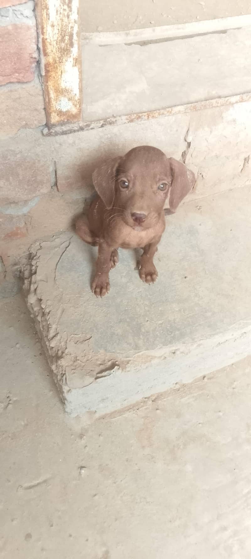 pointer female puppy 3