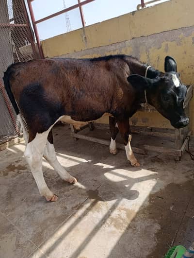 kubsurat bachra calf
