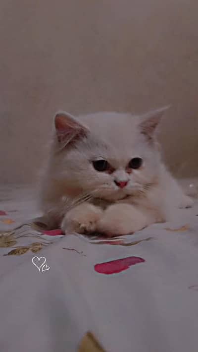 punch/Doll/piki face Persian kitten 0/3/2/8/0/5/9/2/9/9/5