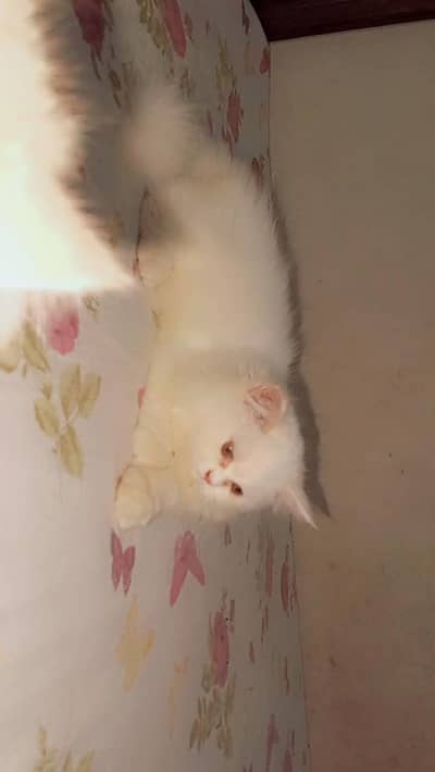 punch/Doll/piki face Persian kitten 0/3/2/8/0/5/9/2/9/9/5