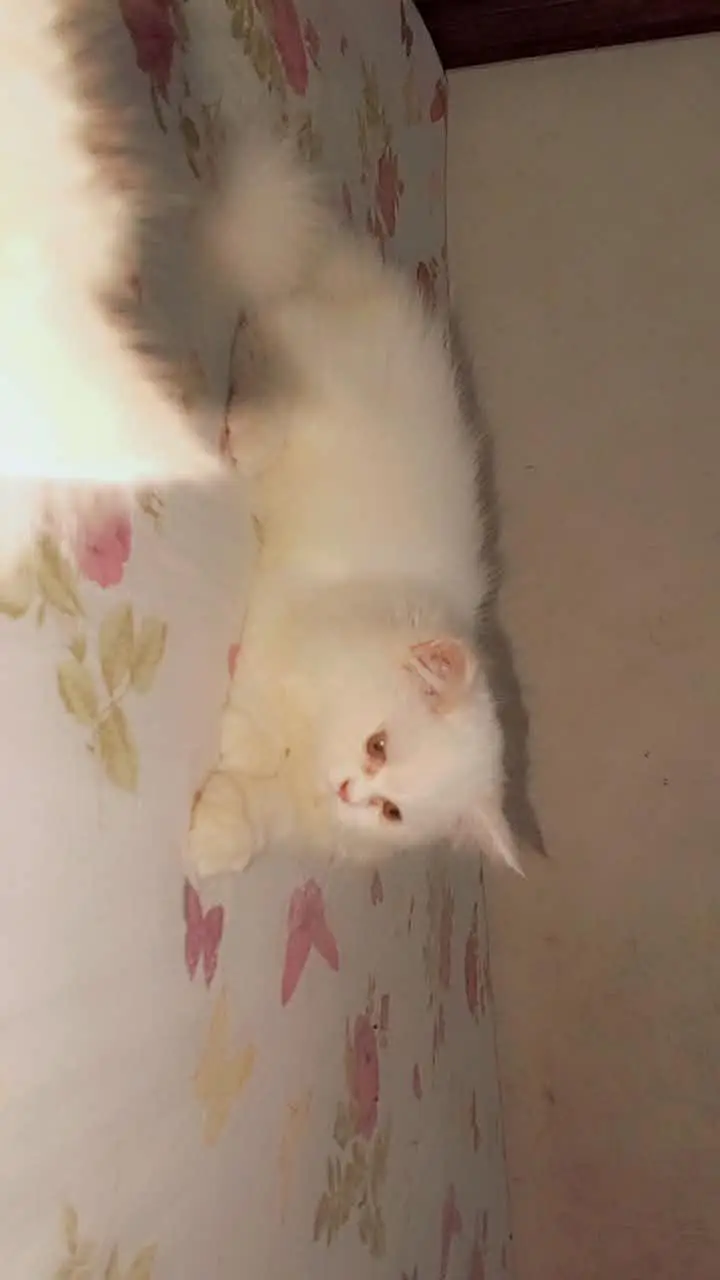 punch/Doll/piki face Persian kitten 0/3/2/8/0/5/9/2/9/9/5 — photo 2