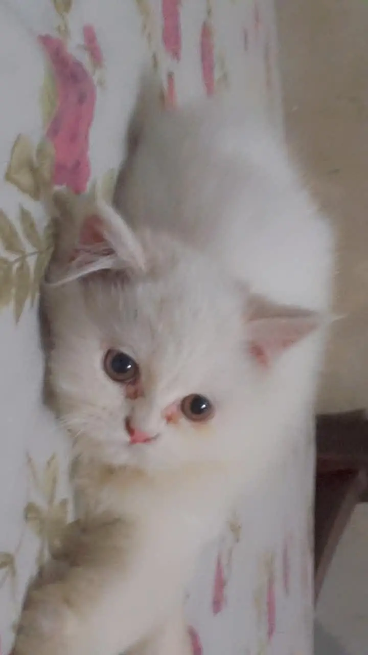 punch/Doll/piki face Persian kitten 0/3/2/8/0/5/9/2/9/9/5 — photo 3