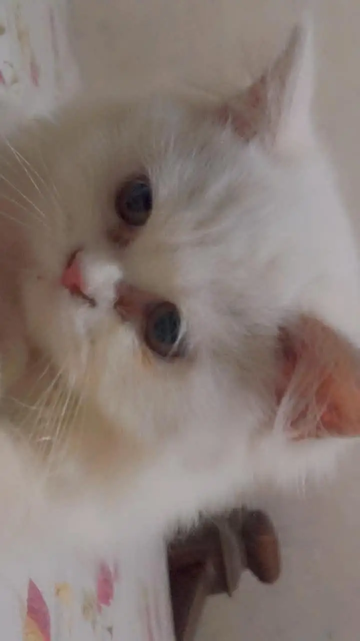 punch/Doll/piki face Persian kitten 0/3/2/8/0/5/9/2/9/9/5 — photo 4